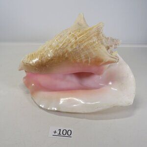 Large Real Conch Sea Shell 10" x 9.5" wide 6.5" tall